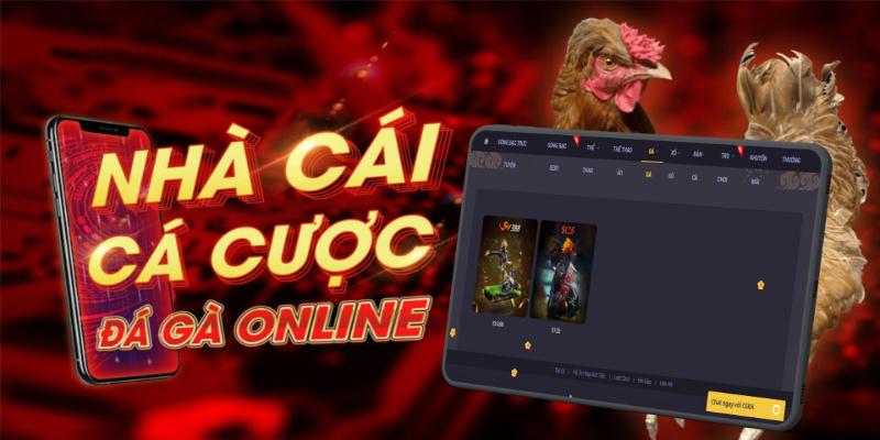 Anh em nên áp dụng các mẹo chơi đá gà 78WIN để giành thưởng