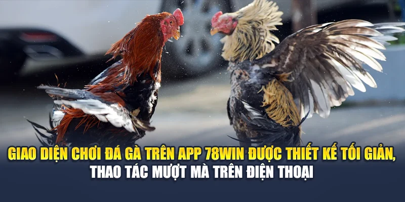 Giao diện chơi đá gà trên app 78WIN được thiết kế tối giản, thao tác mượt mà trên điện thoại