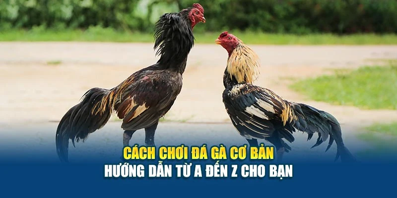 Cách Chơi Đá Gà Cơ Bản - Hướng Dẫn Từ A Đến Z Cho Bạn