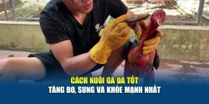 Cách Nuôi Gà Đá Tốt - Tăng Bo, Sung Và Khỏe Mạnh Nhất