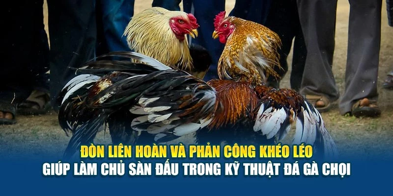 Đòn liên hoàn và phản công khéo léo giúp làm chủ sàn đấu trong kỹ thuật đá gà chọi