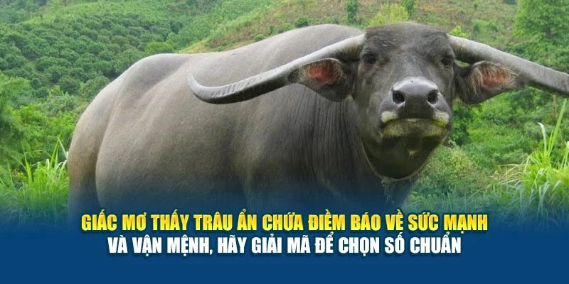 Giấc mơ thấy trâu ẩn chứa điềm báo về sức mạnh và vận mệnh, hãy giải mã để chọn số chuẩn