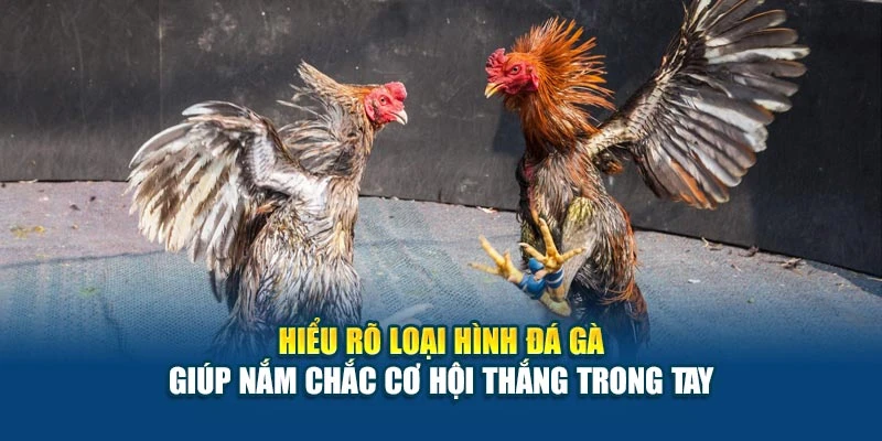 Hiểu rõ loại hình đá gà giúp nắm chắc cơ hội thắng trong tay