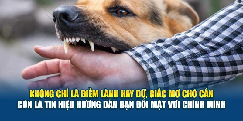 Không chỉ là điềm lành hay dữ, giấc mơ chó cắn còn là tín hiệu hướng dẫn bạn đối mặt với chính mình