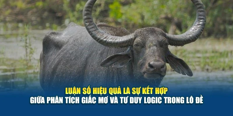 Luận số hiệu quả là sự kết hợp giữa phân tích giấc mơ và tư duy logic trong lô đề