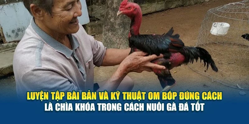 Cách Nuôi Gà Đá Tốt - Tăng Bo, Sung Và Khỏe Mạnh Nhất 7 Luyện tập bài bản và kỹ thuật om bóp đúng cách là chìa khóa trong cách nuôi gà đá tốt