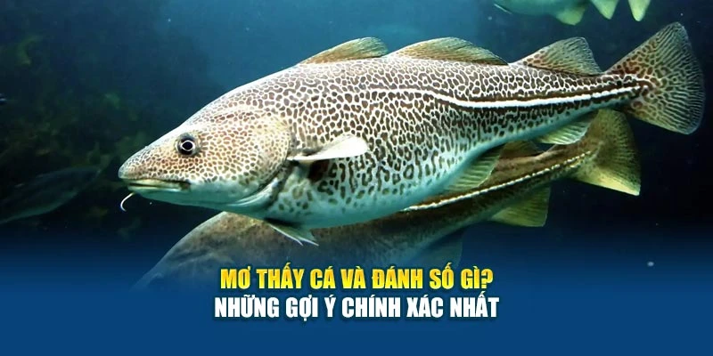 Mơ Thấy Cá Và Đánh Số Gì? Những Gợi Ý Chính Xác Nhất