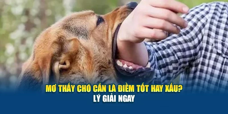 Mơ Thấy Chó Cắn Là Điềm Tốt Hay Xấu 78Win? - Lý Giải Ngay