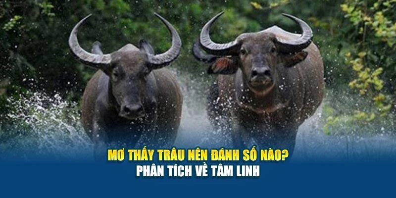 Mơ Thấy Trâu Nên Đánh Số Nào? Phân Tích Về Tâm Linh