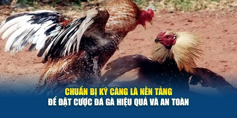 Chuẩn bị kỹ càng là nền tảng để đặt cược đá gà hiệu quả và an toàn