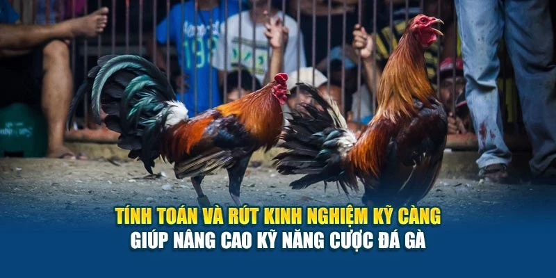Tính toán và rút kinh nghiệm kỹ càng giúp nâng cao kỹ năng cược đá gà