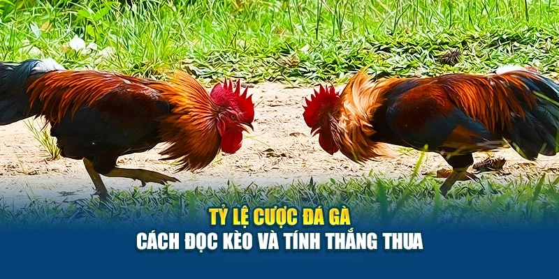 Tỷ Lệ Cược Đá Gà - Cách Đọc Kèo Và Tính Thắng Thua